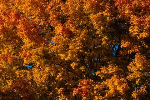 Autumn fall background. Maple leaves in autumn. Autumnal landscape. Pattern of Foto stock