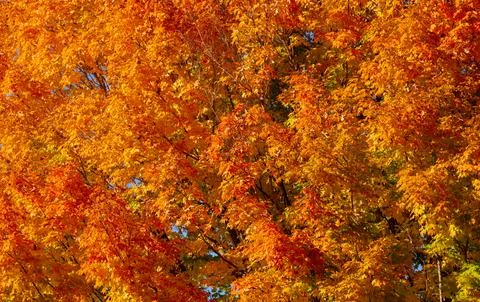 Autumn fall background. Maple leaves in autumn. Autumnal landscape. Leaf fall Stock Photos