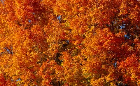 Autumn fall background. Maple leaves in autumn. Autumnal landscape. Pattern of Stock Photos