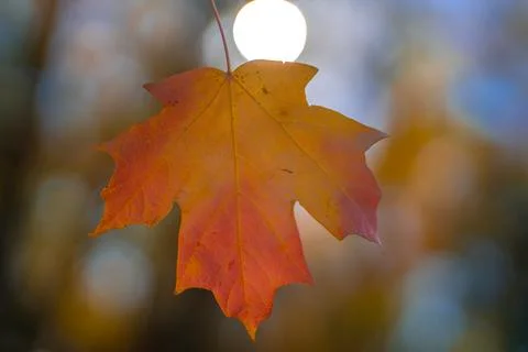 Autumn fall background. Maple leaves in autumn. Autumnal landscape. Pattern of Stock Photos