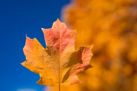 Autumn fall background. Maple leaves in autumn. Autumnal landscape. Pattern of Stock Photos