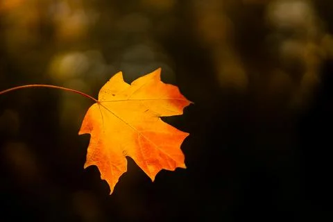 Autumn fall background. Maple leaves in autumn. Autumnal landscape. Leaf fall Stock Photos
