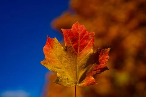 Autumn fall background. Maple leaves in autumn. Autumnal landscape. Leaf fall Foto stock