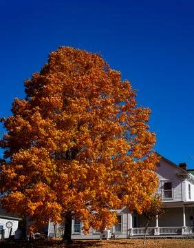 Autumn fall background. Maple leaves in autumn. Autumnal landscape. Pattern of Stock Photos