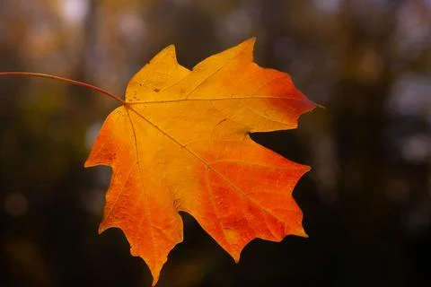 Autumn fall background. Maple leaves in autumn. Autumnal landscape. Pattern of Stock Photos