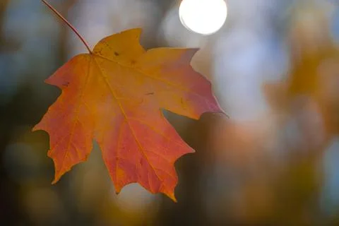 Autumn fall background. Maple leaves in autumn. Autumnal landscape. Pattern of Stock Photos