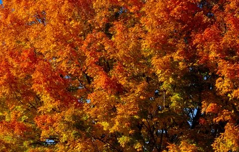 Autumn fall background. Maple leaves in autumn. Autumnal landscape. Pattern of Stock Photos