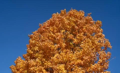 Autumn fall background. Maple leaves in autumn. Autumnal landscape. Pattern of Stock Photos