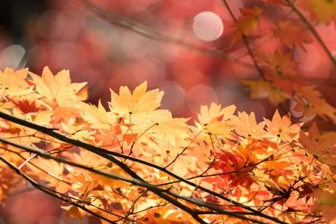 Autumn  fall background Stock Photos