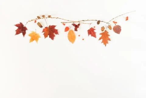 Autumn fall background.  Stock Photos