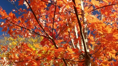 Autumn Fall beech trees orange, yellow leaves low angle tilt to treetop branches 動画素材 119728129