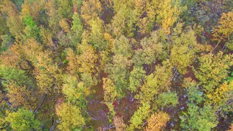Autumn / Fall Colorful Trees Forest Drone 4K Stock Footage 252191383