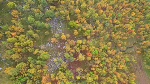 Autumn / Fall Colorful Trees Forest Drone 4K Vídeo Stock 252191386