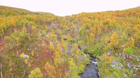 Autumn / Fall Colorful Trees Forest Drone 4K Vídeo Stock 252191815