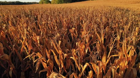 Autumn Fall colors Stock Footage 140365859