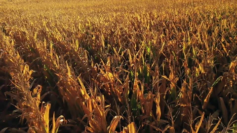 Autumn Fall colors Stock Footage 140366163