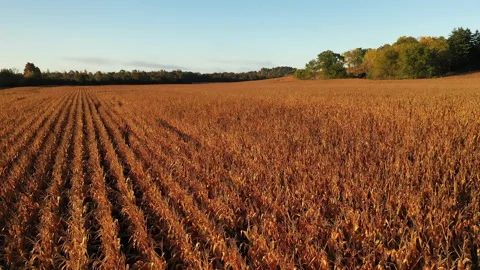 Autumn Fall colors Stock Footage 140366335