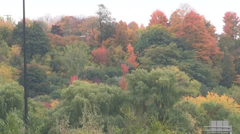 Autumn fall colors in Toronto don valley Stock Footage 68629937