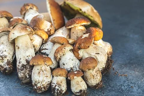 Autumn fall composition. Raw edible mushrooms Penny Bun on dark black stone Stock Photos