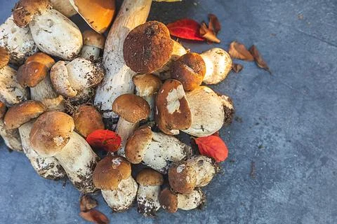 Autumn fall composition. Raw edible mushrooms Penny Bun on dark black stone.. Stock Photos