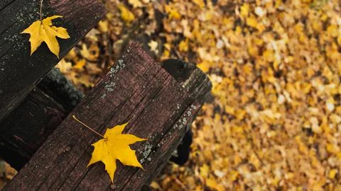 Autumn, fall concept. Maple leaf on an old wooden bench in the park.  Stock Photos