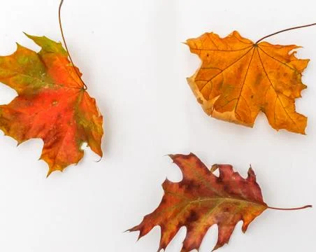 Autumn fall flat lay, top view creative pattern arrangement. Stock Photos