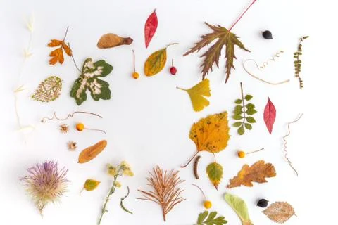 Autumn fall flat lay, top view creative pattern arrangement. Stock Photos
