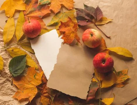 Autumn fall flat lay top view composition. Yellow maple leaves and white craft Stock Photos