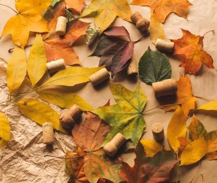Autumn fall flat lay top view composition. Yellow, red and orange maple leaves Stock Photos