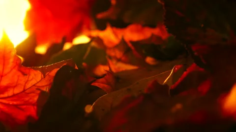Autumn Fall Flickering Sunlight Abstract Background Video stock 141460713