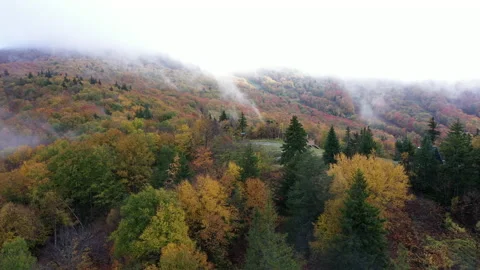 Autumn Fall Foliage Colors Stock Footage 159808695