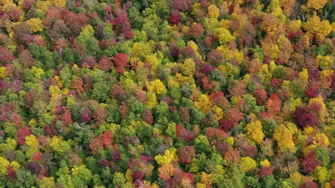 Autumn Fall Foliage Colors Stock Footage 159809003