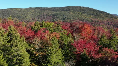Autumn Fall Foliage Colors Stock Footage 159809038