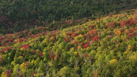 Autumn Fall Foliage Colors Stock Footage 159809087