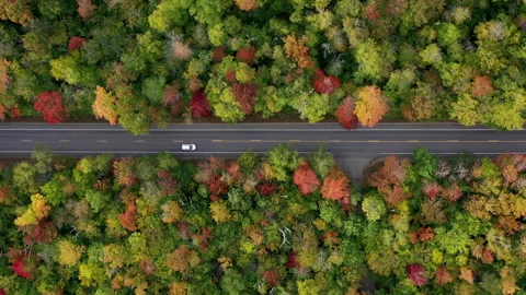 Autumn Fall Foliage Colors Stock Footage 159809103