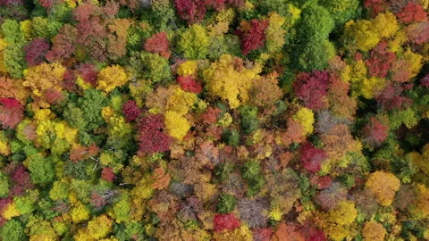 Autumn Fall Foliage Colors Topdown 스톡 동영상 159809014