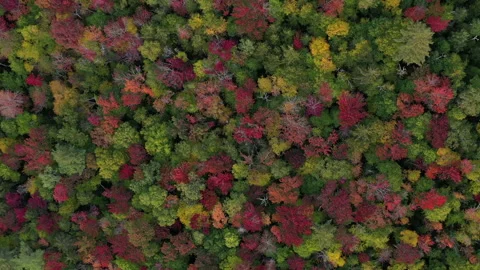 Autumn Fall Foliage Colors Topdown Stock Footage 159809117