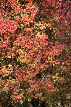 Autumn fall foliage Stock Photos