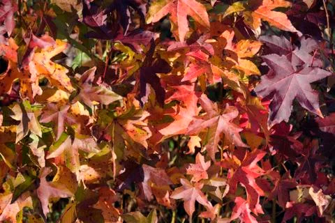 Autumn fall foliage Stock Photos