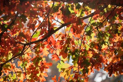 Autumn fall foliage Stock Photos