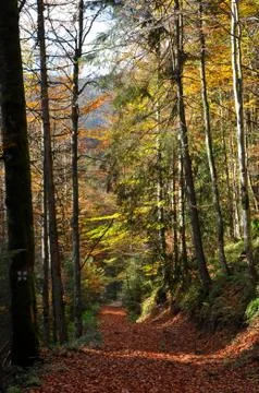 Autumn fall foliage Stock Photos