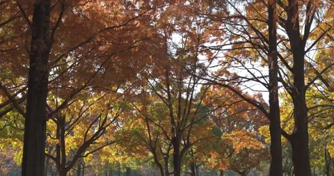 Autumn fall foliage trees in a park Stock Footage 294647387