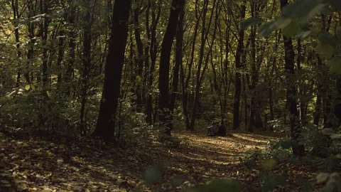 Autumn, fall Stock Footage 81489457