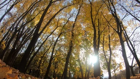 Autumn fall Stock Footage 99585733