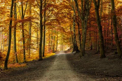 Autumn fall forest with pathway Stock Photos