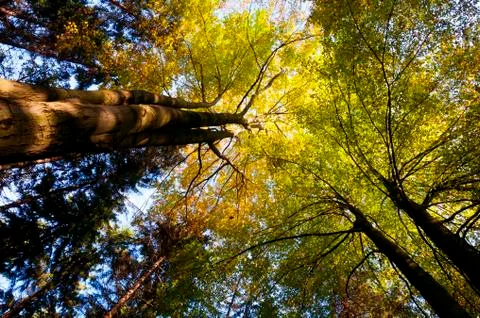 Autumn (fall) forest Stock Photos