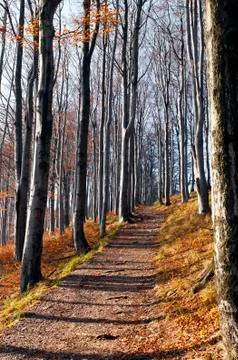 Autumn (fall) forest Stock Photos