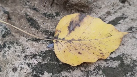 Autumn fall leaf Video stock 346972093