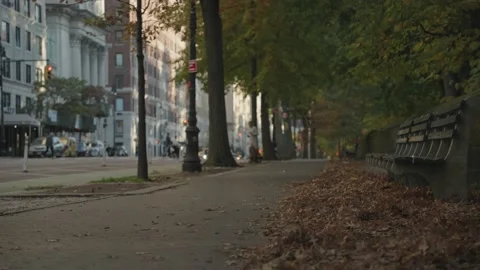 Autumn Fall Leaf Leaves Beautiful Vibrant Colors in Street Manhattan NYC Stock Footage 220342480