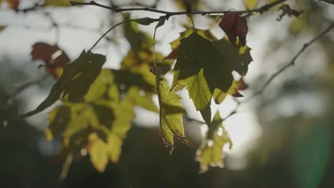 Autumn Fall Leaf Leaves Beautiful Vibrant Colors in New York City in October Stock Footage 220349548
